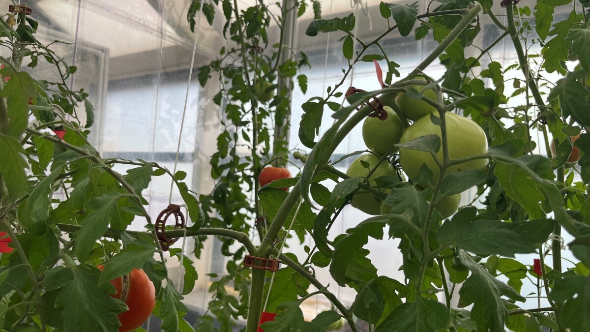 Cultiu de tomàquets en finca agrovoltaica